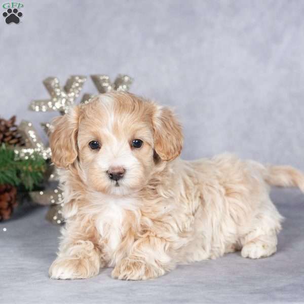 Reese, Maltipoo Puppy
