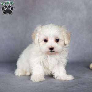Snowflake, Maltese Puppy