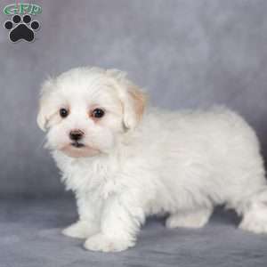 Snowflake, Maltese Puppy