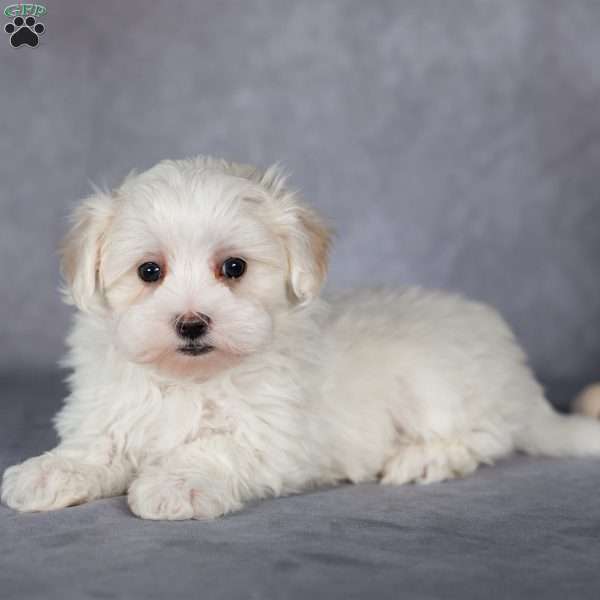 Snowflake, Maltese Puppy