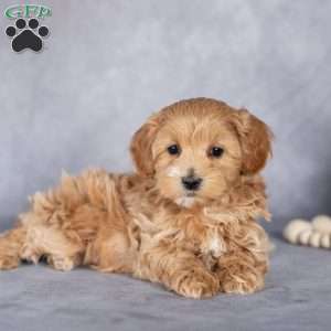 Bill, Maltipoo Puppy