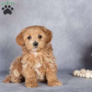 Bill, Maltipoo Puppy