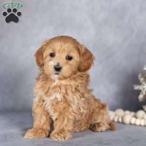 Bill, Maltipoo Puppy