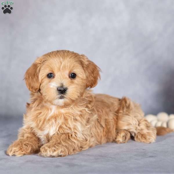 Bill, Maltipoo Puppy