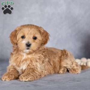 Bill, Maltipoo Puppy