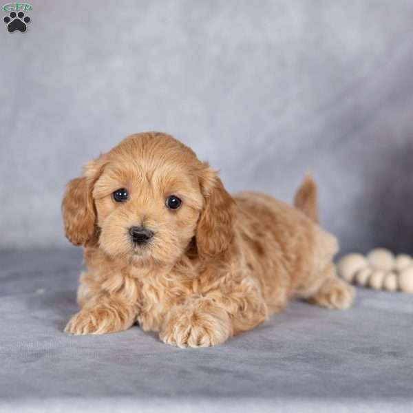 Barbie, Maltipoo Puppy