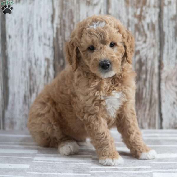 Eddie, Mini Goldendoodle Puppy