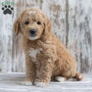 Eddie, Mini Goldendoodle Puppy