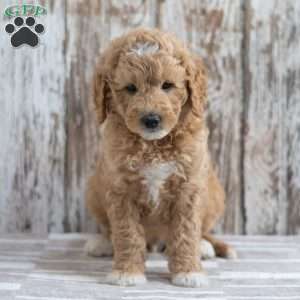 Eddie, Mini Goldendoodle Puppy