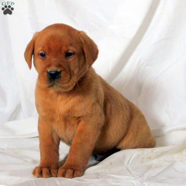 Eddie, Fox Red Labrador Retriever Puppy
