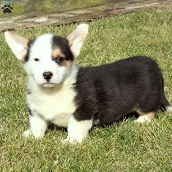Eddie, Pembroke Welsh Corgi Puppy