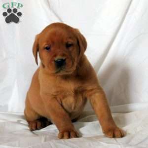 Eddie, Fox Red Labrador Retriever Puppy