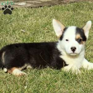 Eddie, Pembroke Welsh Corgi Puppy