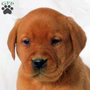 Eddie, Fox Red Labrador Retriever Puppy