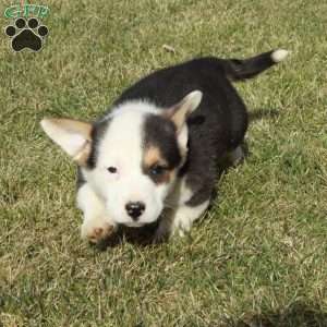 Eddie, Pembroke Welsh Corgi Puppy