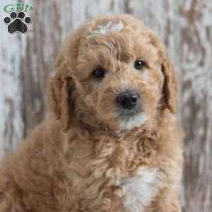 Eddie, Mini Goldendoodle Puppy