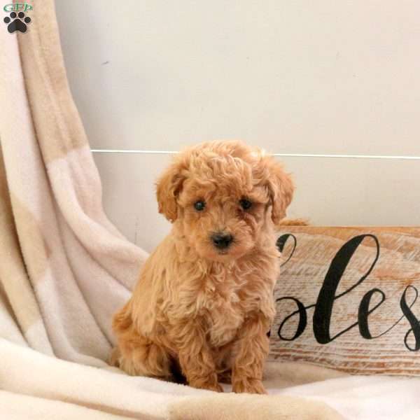 Eddy, Bich-Poo Puppy