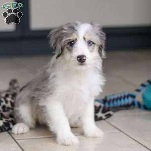 Edgar, Mini Bernedoodle Puppy