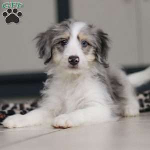Edgar, Mini Bernedoodle Puppy