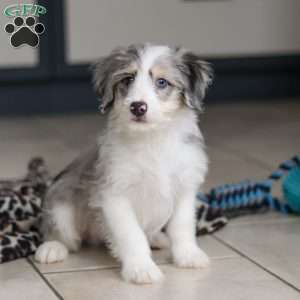 Edgar, Mini Bernedoodle Puppy