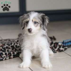 Edgar, Mini Bernedoodle Puppy