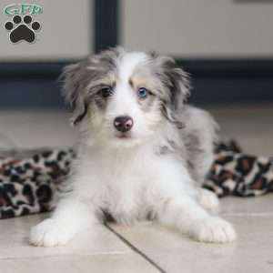 Edgar, Mini Bernedoodle Puppy