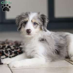 Edgar, Mini Bernedoodle Puppy