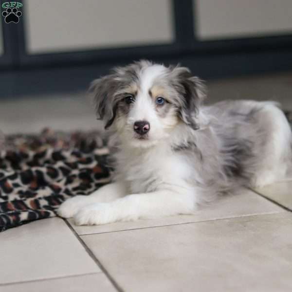 Edgar, Mini Bernedoodle Puppy
