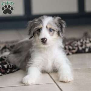 Edgar, Mini Bernedoodle Puppy