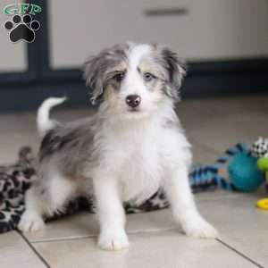 Edgar, Mini Bernedoodle Puppy