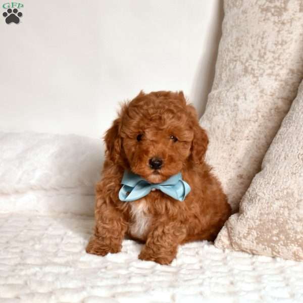 Eeyore, Miniature Poodle Puppy