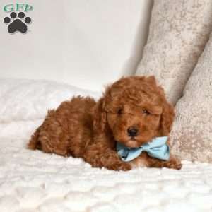 Eeyore, Miniature Poodle Puppy