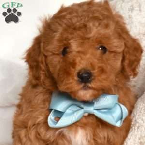 Eeyore, Miniature Poodle Puppy