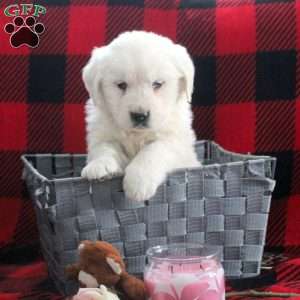 Eggnog, English Cream Golden Retriever Puppy