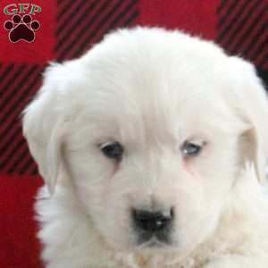 Eggnog, English Cream Golden Retriever Puppy
