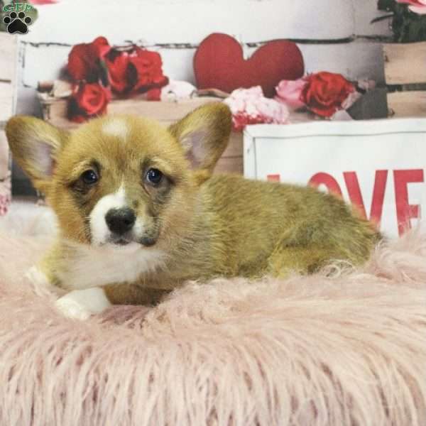 EL, Pembroke Welsh Corgi Puppy