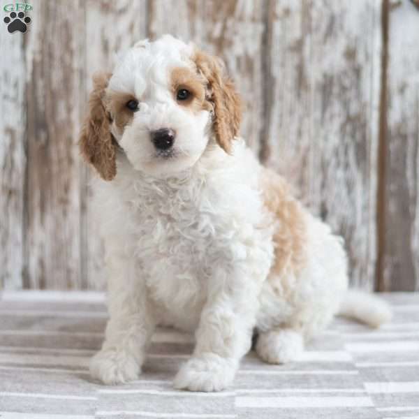 Elden, Mini Goldendoodle Puppy