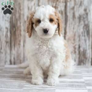 Elden, Mini Goldendoodle Puppy