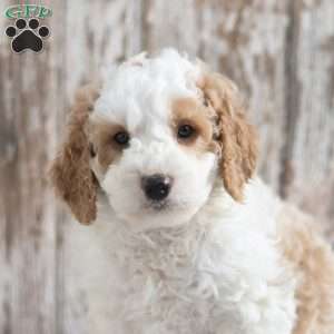 Elden, Mini Goldendoodle Puppy