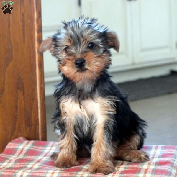 Eleanor, Yorkie Puppy