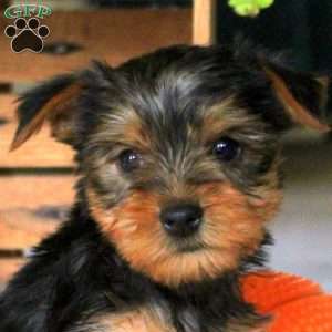 Eleanor, Yorkie Puppy