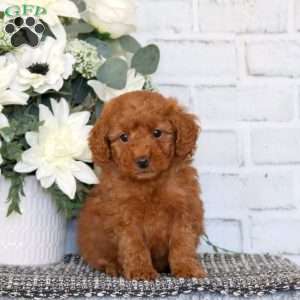 Eli, Mini Goldendoodle Puppy