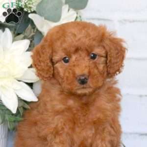 Eli, Mini Goldendoodle Puppy