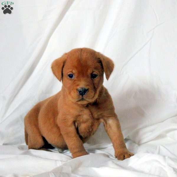 Elias, Fox Red Labrador Retriever Puppy