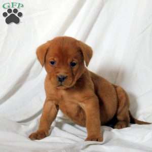 Elias, Fox Red Labrador Retriever Puppy
