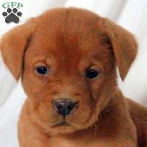 Elias, Fox Red Labrador Retriever Puppy