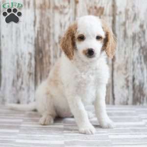 Elinda, Mini Goldendoodle Puppy