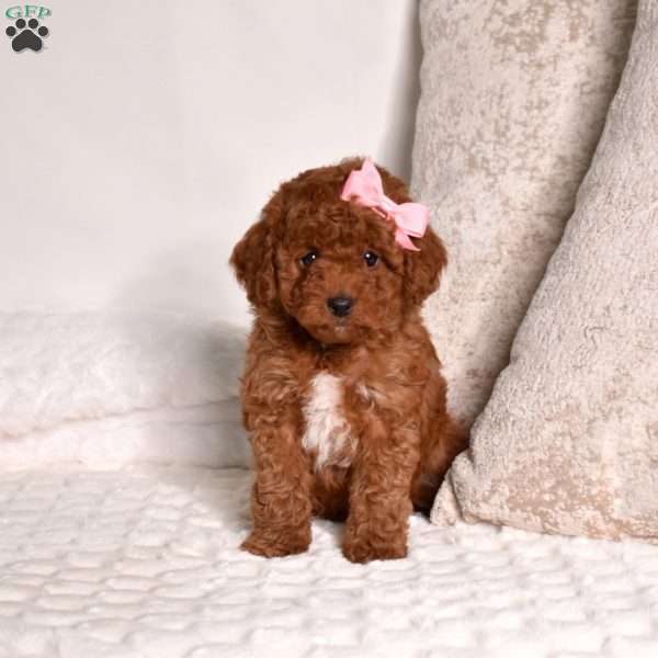 Ella, Miniature Poodle Puppy