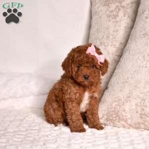 Ella, Miniature Poodle Puppy