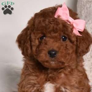 Ella, Miniature Poodle Puppy